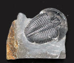 パーフェクト、自由頬が完全保存！最初期の三葉虫の一つ、エルラシア・キンギ（Elrathia Kingi）の母岩付き化石