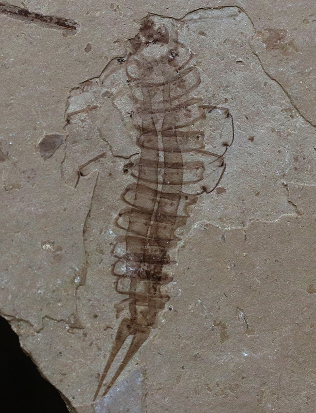レア！頁岩に収まった中国遼寧省産の白亜紀前期の水生昆虫の化石（その1）