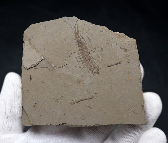 レア！頁岩に収まった中国遼寧省産の白亜紀前期の水生昆虫の化石（その2）