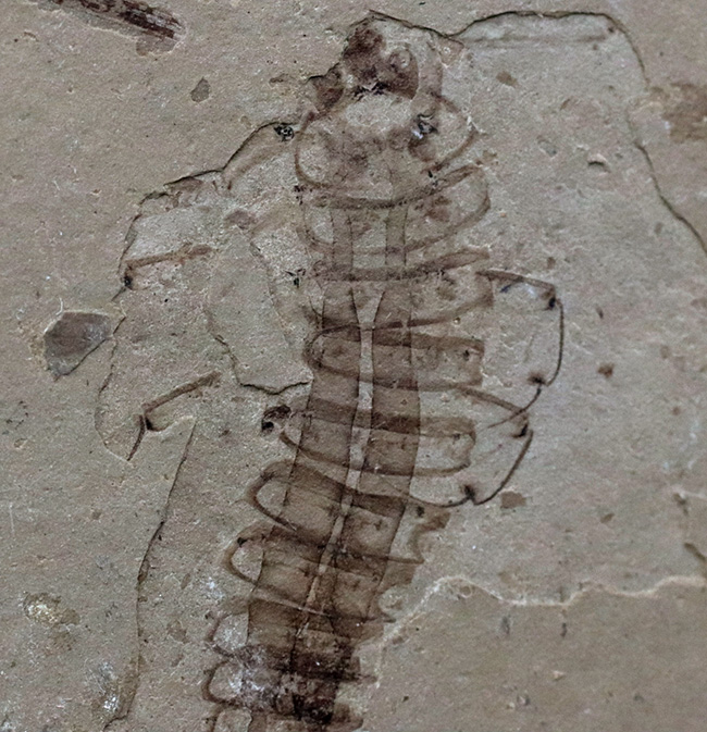 レア！頁岩に収まった中国遼寧省産の白亜紀前期の水生昆虫の化石（その3）