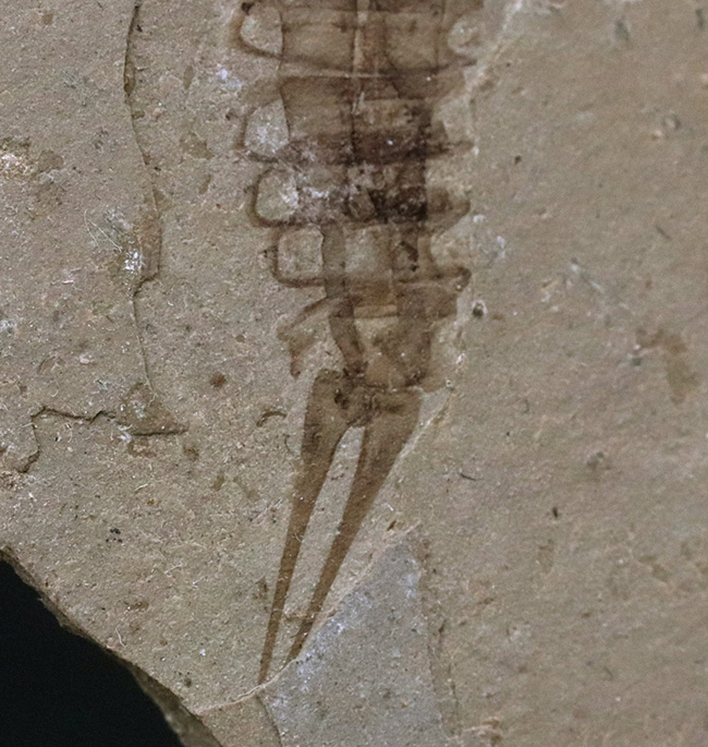 レア！頁岩に収まった中国遼寧省産の白亜紀前期の水生昆虫の化石（その4）