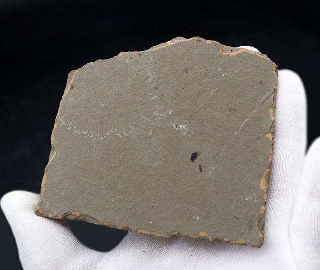 レア！頁岩に収まった中国遼寧省産の白亜紀前期の水生昆虫の化石（その5）