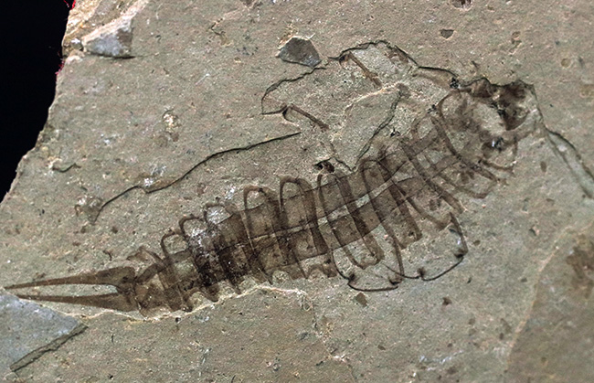 レア！頁岩に収まった中国遼寧省産の白亜紀前期の水生昆虫の化石（その6）