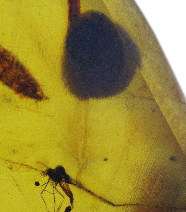 琥珀コレクター必見!ユスリカに似た長い腹部や足を持つ羽虫を内包したバーマイト(Burmite)(その1)