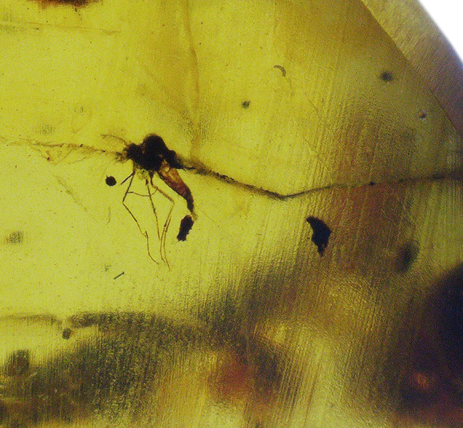 琥珀コレクター必見!ユスリカに似た長い腹部や足を持つ羽虫を内包したバーマイト(Burmite)(その4)