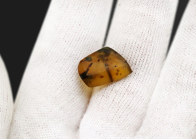 琥珀コレクター必見!ユスリカに似た長い腹部や足を持つ羽虫を内包したバーマイト(Burmite)(その7)