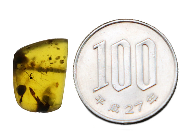 琥珀コレクター必見!ユスリカに似た長い腹部や足を持つ羽虫を内包したバーマイト(Burmite)(その9)