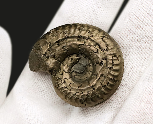 ビッグサイズ！フランス・アヴェイロン地方で発見されたジュラ紀