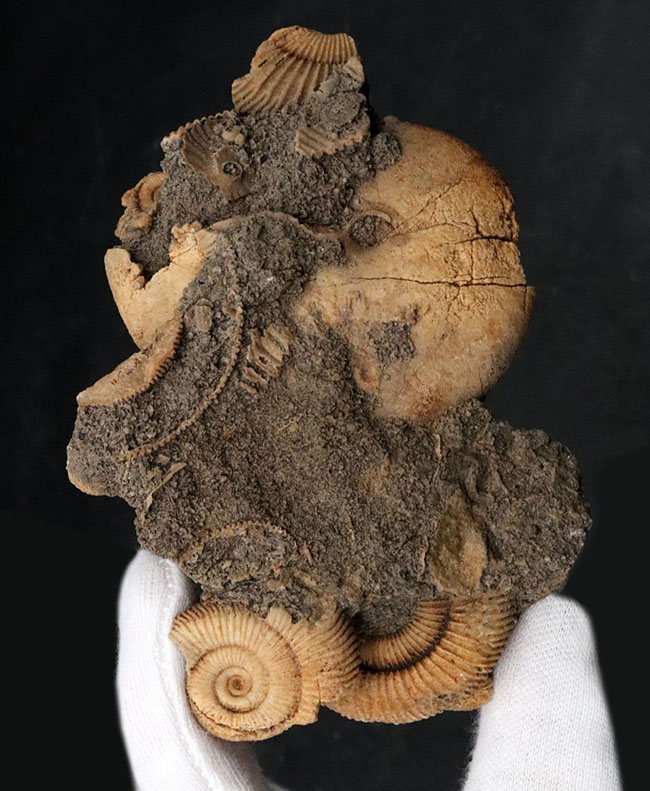 ドイツ産らしい淡い黄色を呈する、ジュラ紀を代表するアンモナイト、ダクチリオセラス(Dactylioceras)の群集化石(その1)
