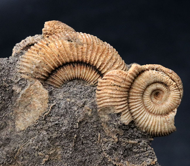 ドイツ産らしい淡い黄色を呈する、ジュラ紀を代表するアンモナイト、ダクチリオセラス(Dactylioceras)の群集化石(その2)