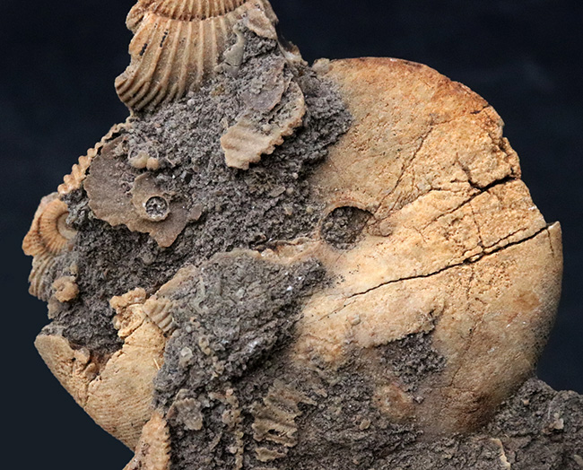 ドイツ産らしい淡い黄色を呈する、ジュラ紀を代表するアンモナイト、ダクチリオセラス(Dactylioceras)の群集化石(その3)