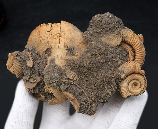 ドイツ産らしい淡い黄色を呈する、ジュラ紀を代表するアンモナイト、ダクチリオセラス(Dactylioceras)の群集化石(その4)