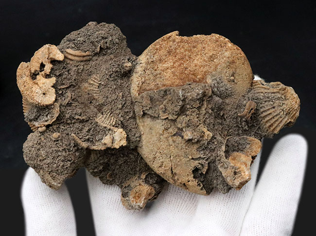 ドイツ産らしい淡い黄色を呈する、ジュラ紀を代表するアンモナイト、ダクチリオセラス(Dactylioceras)の群集化石(その5)