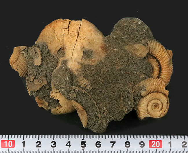 ドイツ産らしい淡い黄色を呈する、ジュラ紀を代表するアンモナイト、ダクチリオセラス(Dactylioceras)の群集化石(その7)