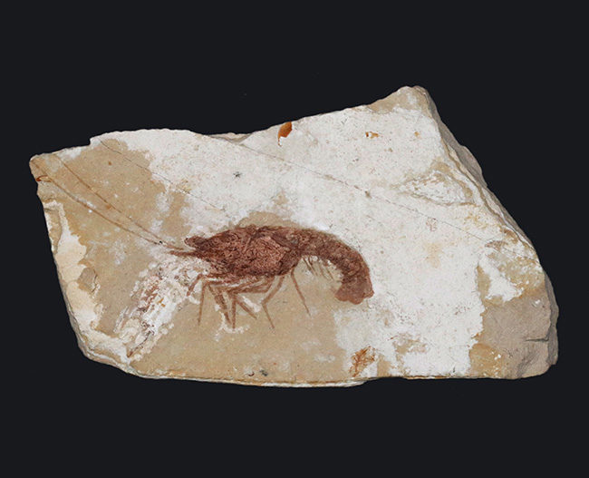 中東はレバノン共和国のハジュラで採集された白亜紀のエビの全身化石（その1）