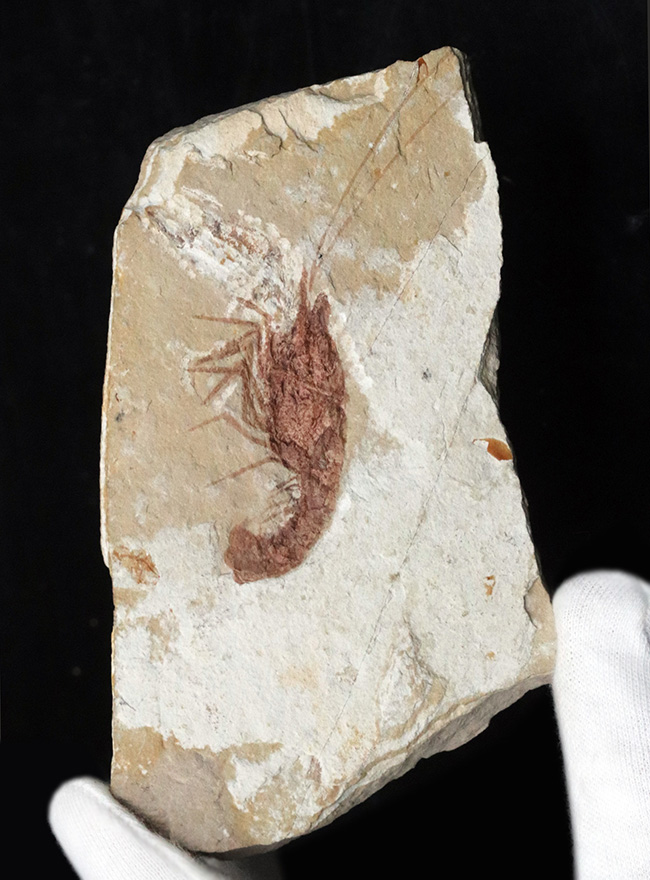 中東はレバノン共和国のハジュラで採集された白亜紀のエビの全身化石（その3）