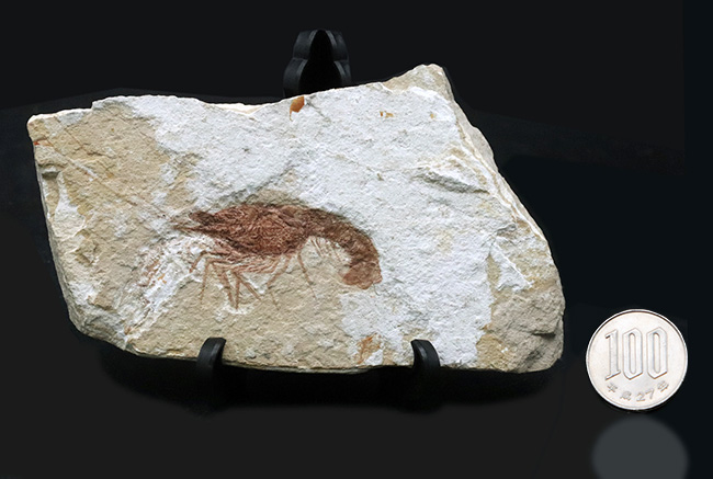 中東はレバノン共和国のハジュラで採集された白亜紀のエビの全身化石（その8）