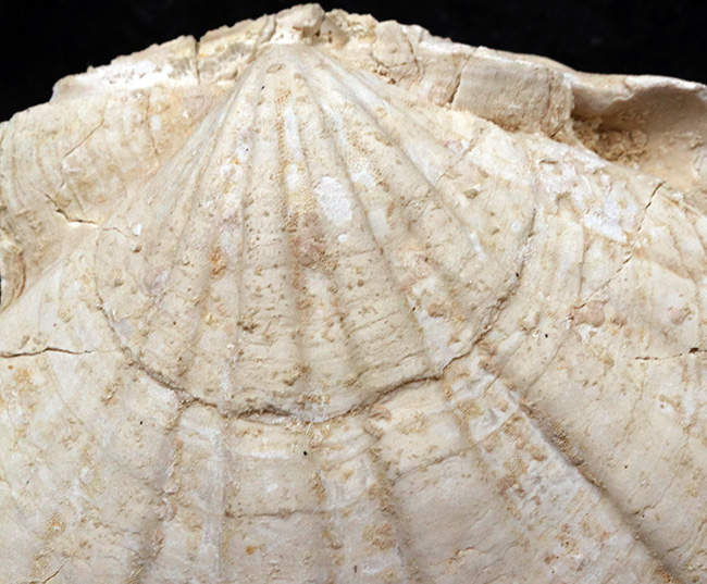 旧人類はホタテ料理を楽しんでいたのか？パーフェクトな保存状態を維持した古代のホタテ、ペクテン（Pecten）の巨大化石。専用スタンド付き（その3）