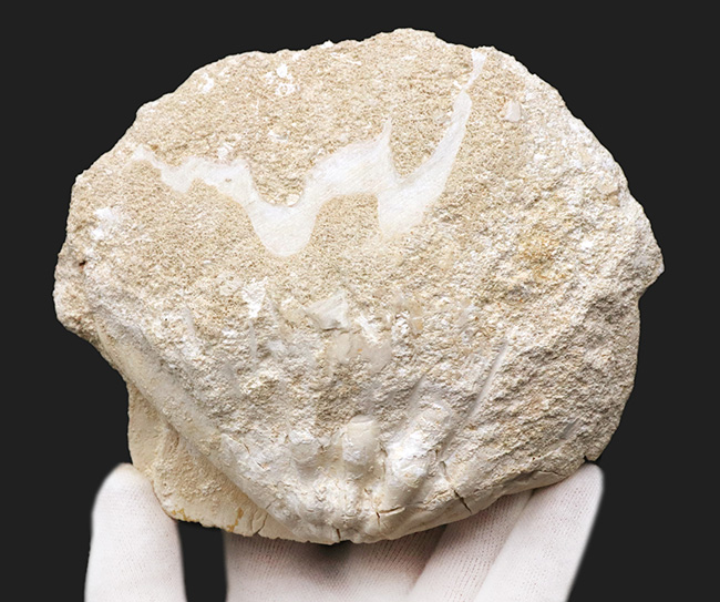 旧人類はホタテ料理を楽しんでいたのか？パーフェクトな保存状態を維持した古代のホタテ、ペクテン（Pecten）の巨大化石。専用スタンド付き（その4）