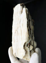 貴重なオールドコレクション！非常に珍しいメキシコ産のコロンビアマンモスの状態の良い臼歯の化石