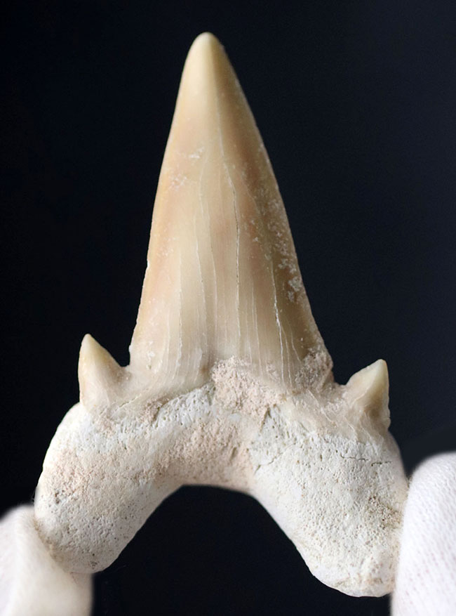 副歯も保存、パーフェクトな保存状態を有する、絶滅古代ザメ、オトドゥス（Otodus obliquus）の歯化石（その1）