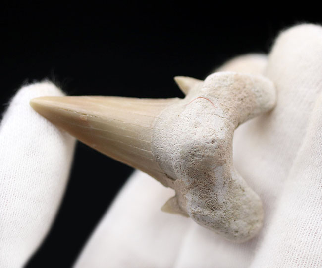 副歯も保存、パーフェクトな保存状態を有する、絶滅古代ザメ、オトドゥス（Otodus obliquus）の歯化石（その2）