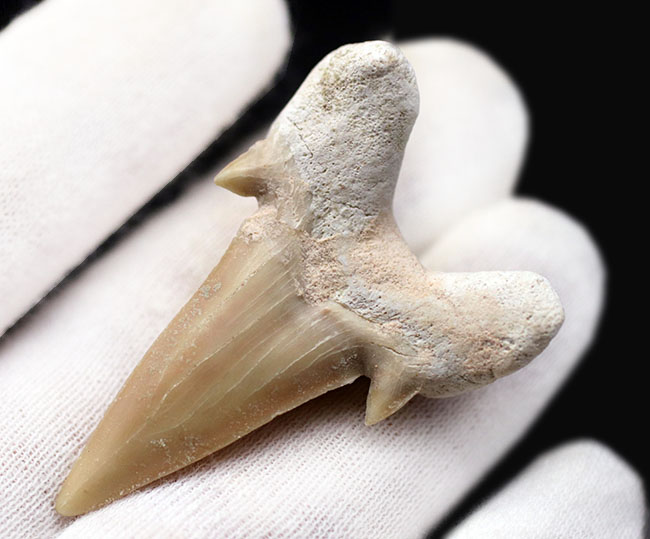 副歯も保存、パーフェクトな保存状態を有する、絶滅古代ザメ、オトドゥス（Otodus obliquus）の歯化石（その3）