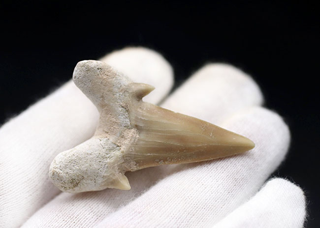 副歯も保存、パーフェクトな保存状態を有する、絶滅古代ザメ、オトドゥス（Otodus obliquus）の歯化石（その4）