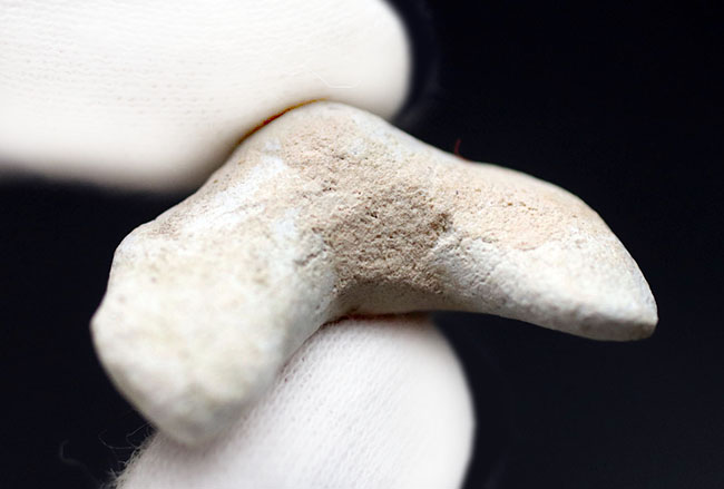 副歯も保存、パーフェクトな保存状態を有する、絶滅古代ザメ、オトドゥス（Otodus obliquus）の歯化石（その5）
