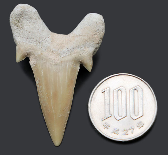 副歯も保存、パーフェクトな保存状態を有する、絶滅古代ザメ、オトドゥス（Otodus obliquus）の歯化石（その6）