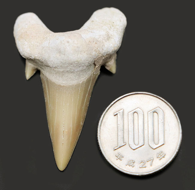 副歯も保存、パーフェクトな保存状態を有する、絶滅古代ザメ、オトドゥス（Otodus obliquus）の歯化石（その7）