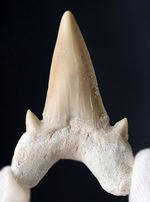 副歯も保存、パーフェクトな保存状態を有する、絶滅古代ザメ、オトドゥス（Otodus obliquus）の歯化石