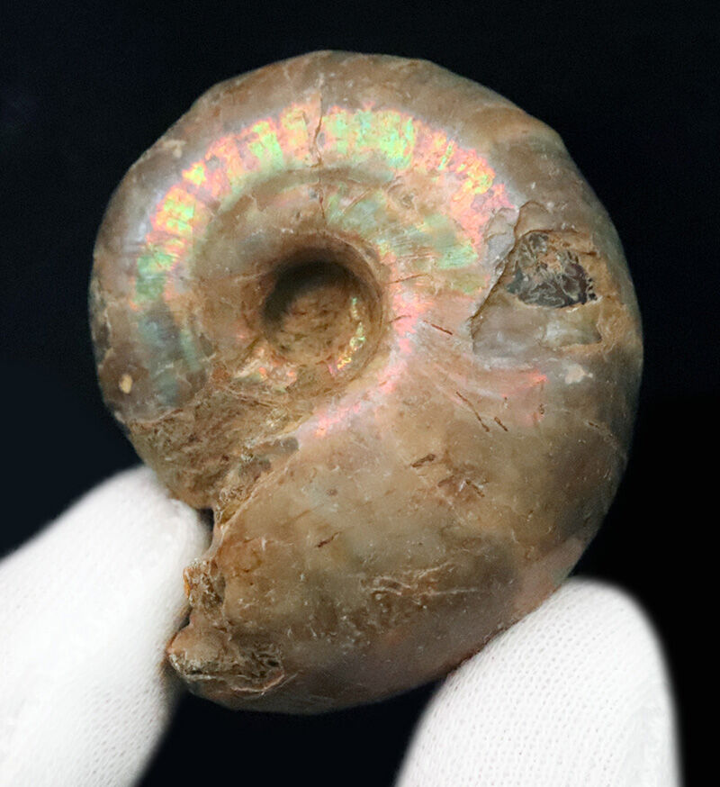 虹色の真珠層と繊細な縫合線を同時に楽しめる、マダガスカル産遊色アンモナイト（Ammonite）（その1）