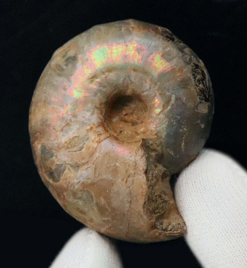 虹色の真珠層と繊細な縫合線を同時に楽しめる、マダガスカル産遊色アンモナイト（Ammonite）（その2）