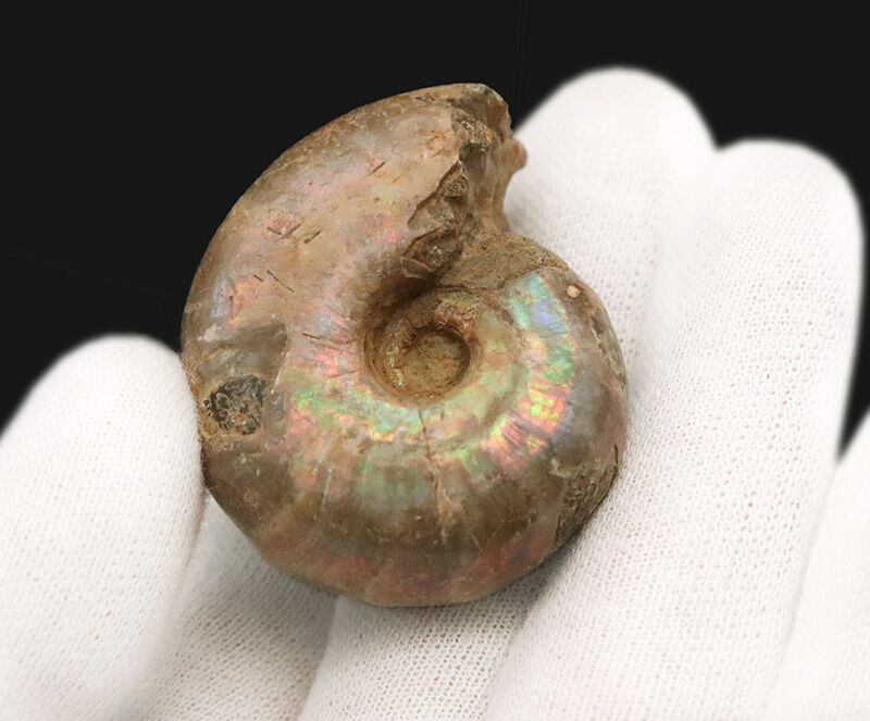 虹色の真珠層と繊細な縫合線を同時に楽しめる、マダガスカル産遊色アンモナイト（Ammonite）（その3）