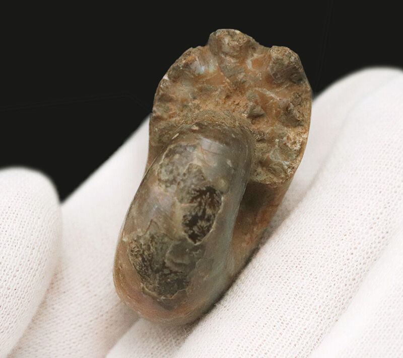 虹色の真珠層と繊細な縫合線を同時に楽しめる、マダガスカル産遊色アンモナイト（Ammonite）（その4）