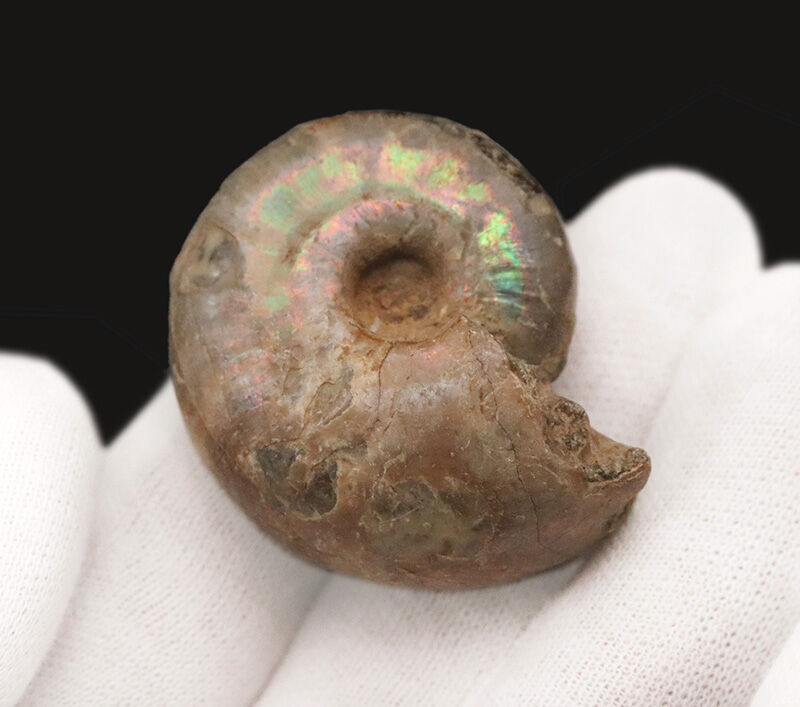 虹色の真珠層と繊細な縫合線を同時に楽しめる、マダガスカル産遊色アンモナイト（Ammonite）（その5）
