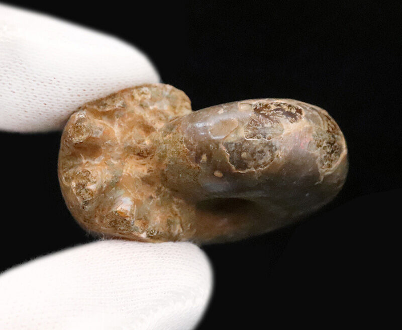 虹色の真珠層と繊細な縫合線を同時に楽しめる、マダガスカル産遊色アンモナイト（Ammonite）（その6）