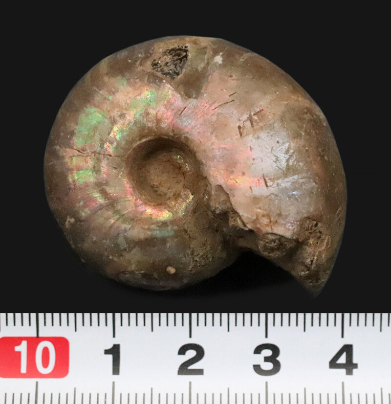 虹色の真珠層と繊細な縫合線を同時に楽しめる、マダガスカル産遊色アンモナイト（Ammonite）（その7）