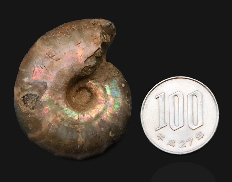 虹色の真珠層と繊細な縫合線を同時に楽しめる、マダガスカル産遊色アンモナイト（Ammonite）（その8）