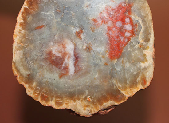 鮮やか！ジュラ紀恐竜のフン化石、コプロライト。表面カット