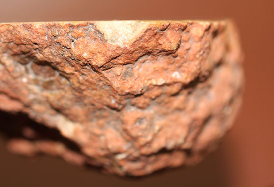 鮮やか！ジュラ紀恐竜のフン化石、コプロライト。表面カット