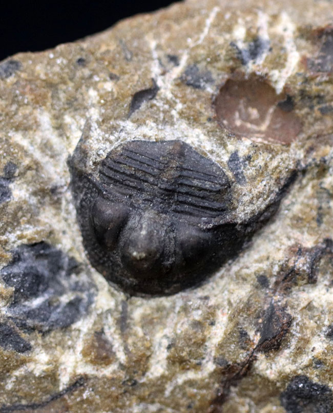 他のどの三葉虫ともに似ていない独特のフォルムが特徴的なオンニア（Onnia）の化石（その1）