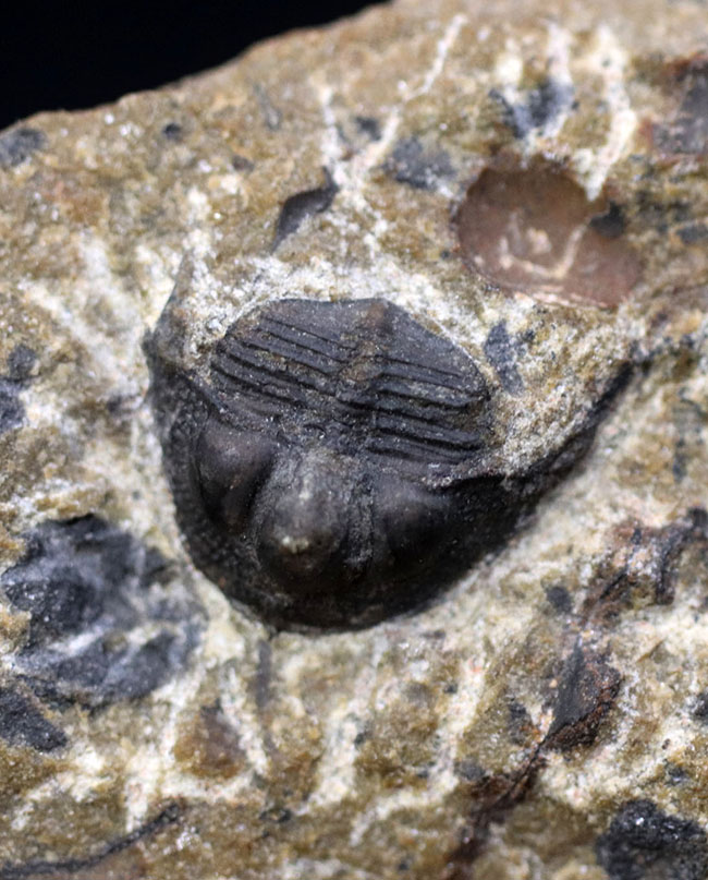 他のどの三葉虫ともに似ていない独特のフォルムが特徴的なオンニア(Onnia)の化石(その1)