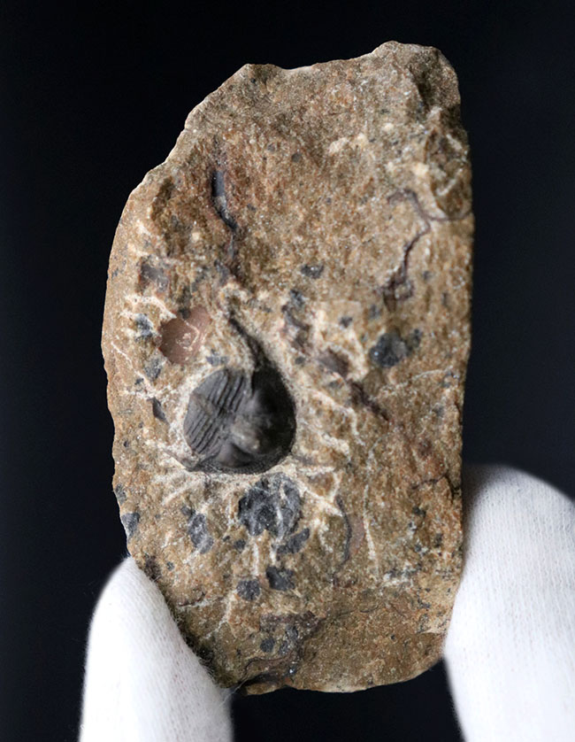 他のどの三葉虫ともに似ていない独特のフォルムが特徴的なオンニア（Onnia）の化石（その2）