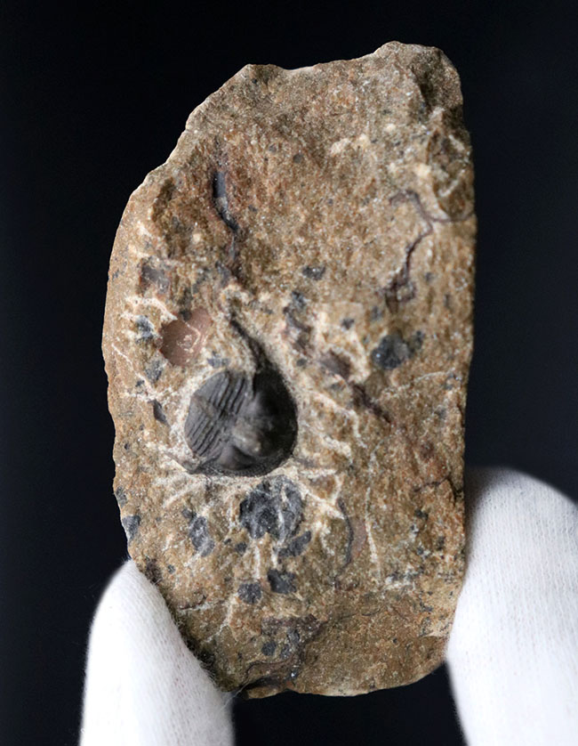 他のどの三葉虫ともに似ていない独特のフォルムが特徴的なオンニア(Onnia)の化石(その2)