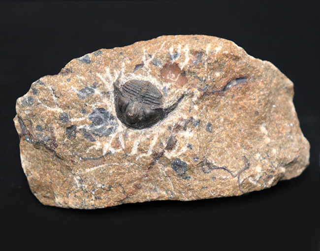 他のどの三葉虫ともに似ていない独特のフォルムが特徴的なオンニア（Onnia）の化石（その3）