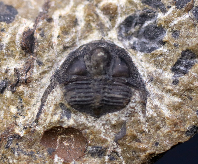 他のどの三葉虫ともに似ていない独特のフォルムが特徴的なオンニア(Onnia)の化石(その4)