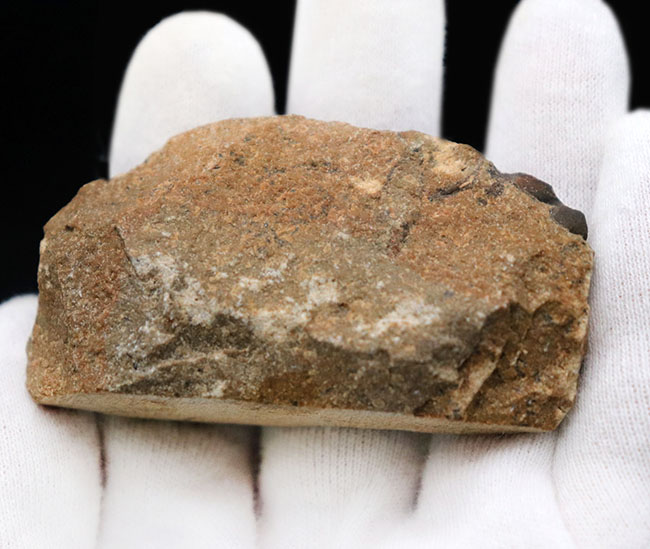 他のどの三葉虫ともに似ていない独特のフォルムが特徴的なオンニア(Onnia)の化石(その5)