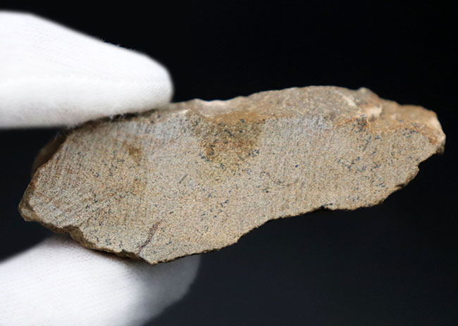 他のどの三葉虫ともに似ていない独特のフォルムが特徴的なオンニア(Onnia)の化石(その7)